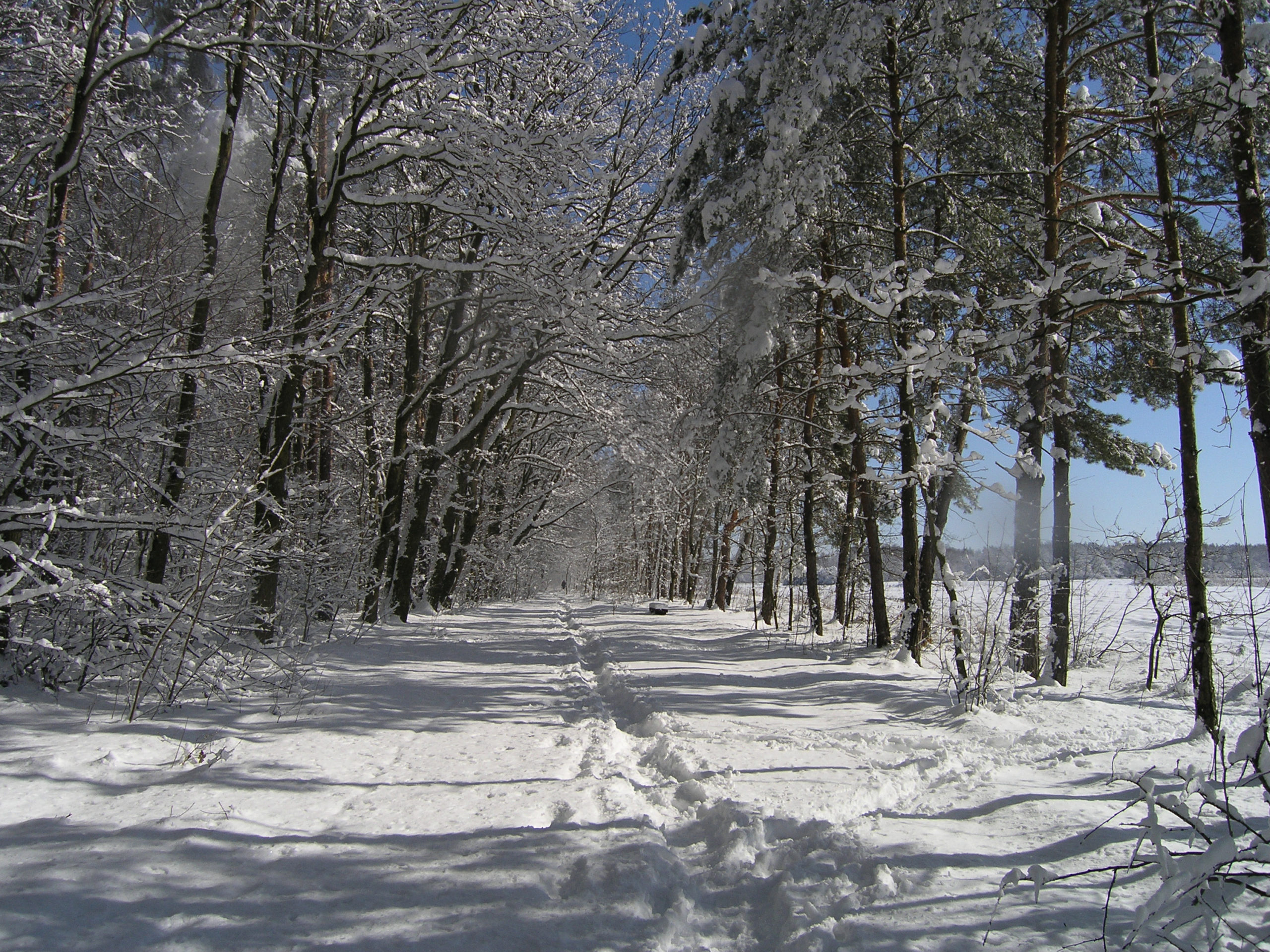 Droga w lesie zimą