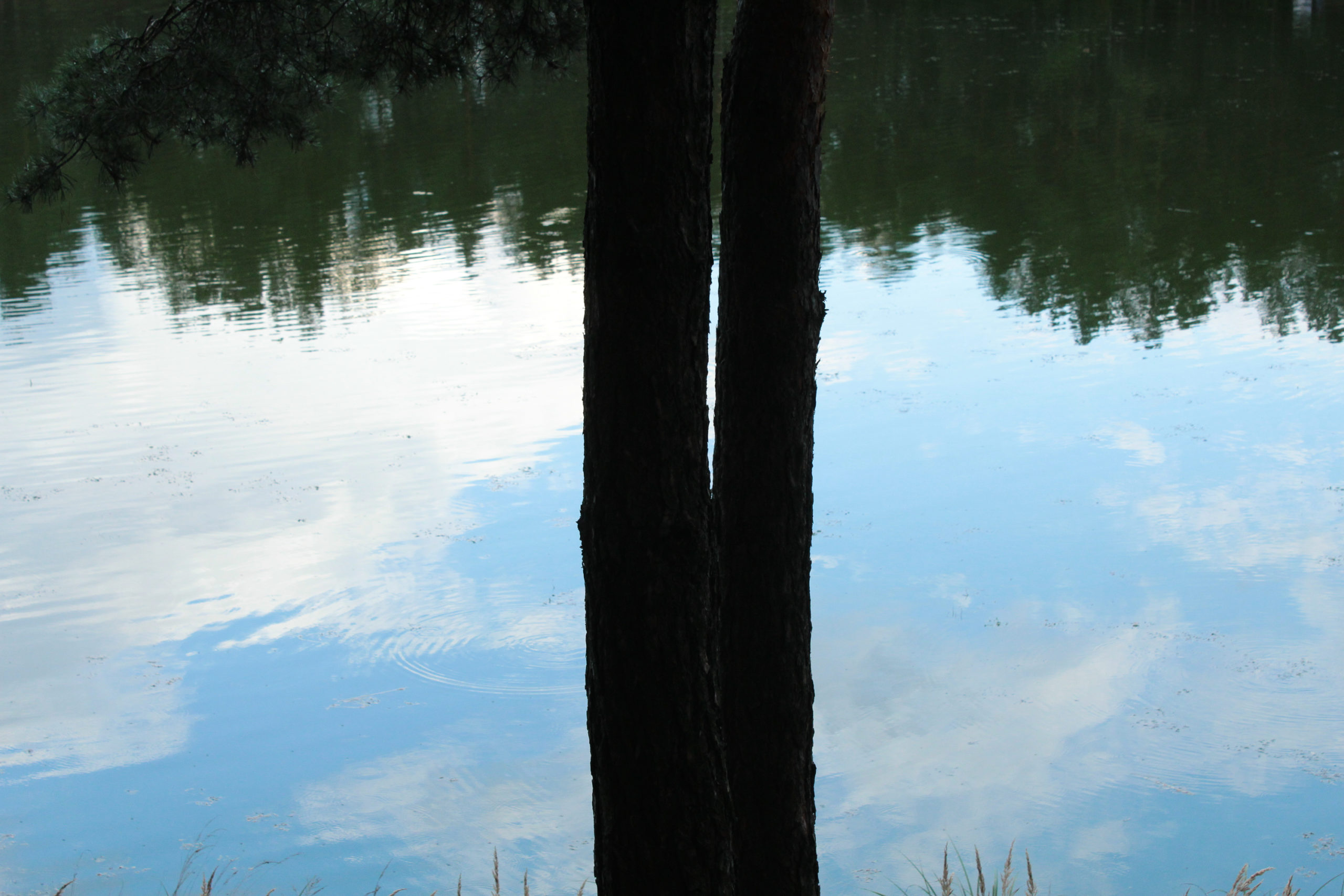 Drzewo na tle wody