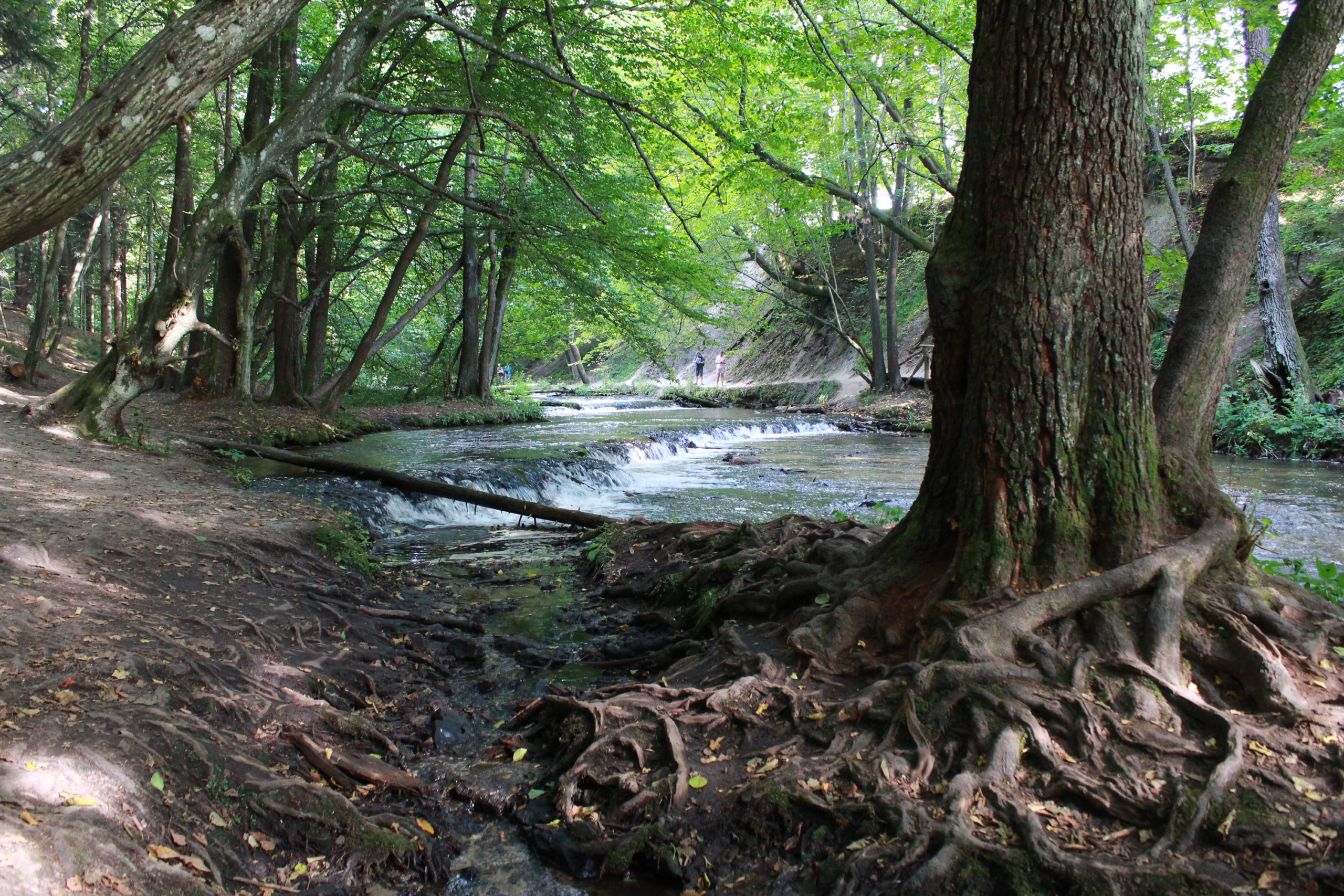rzeka w lesie