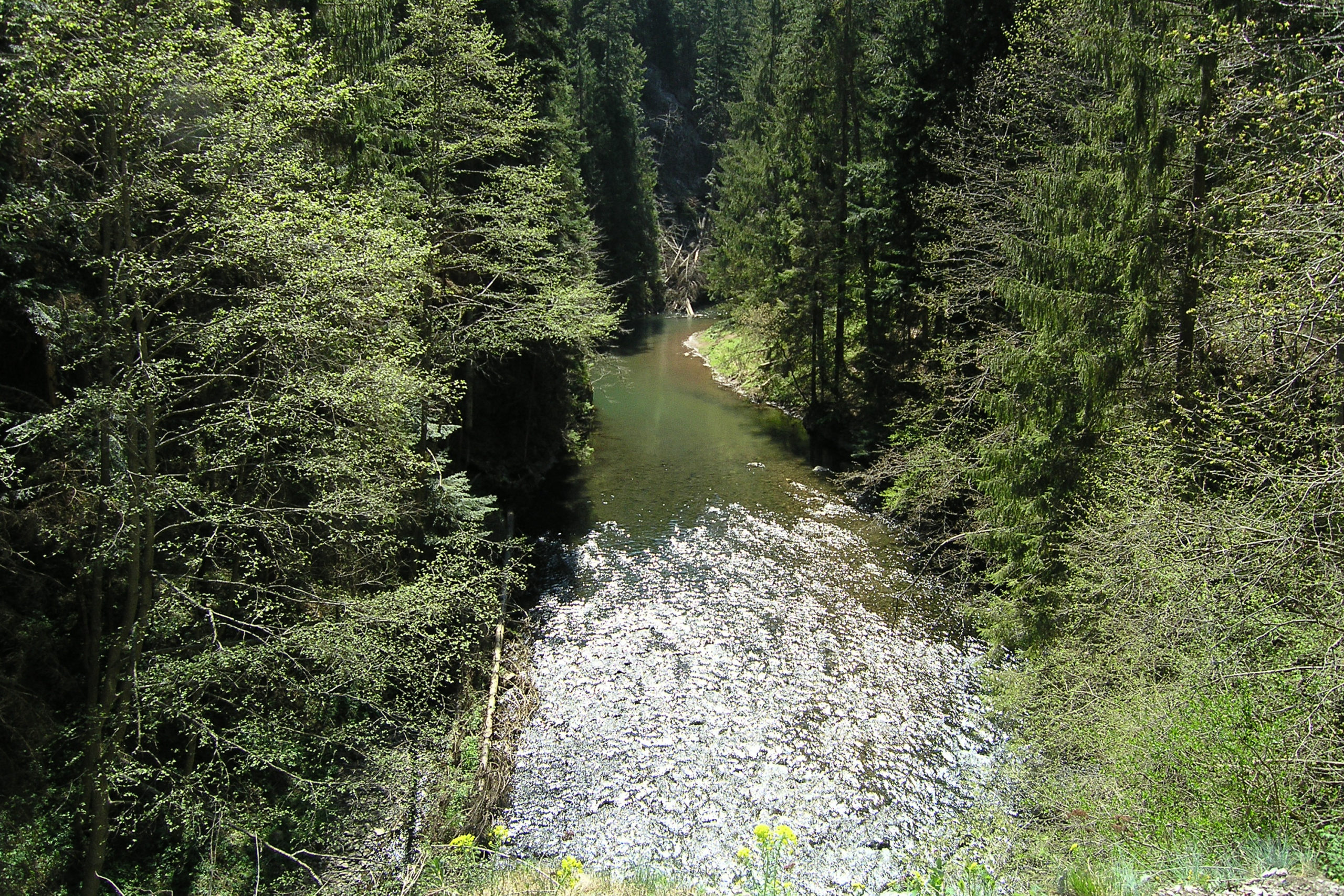 Potok w lesie