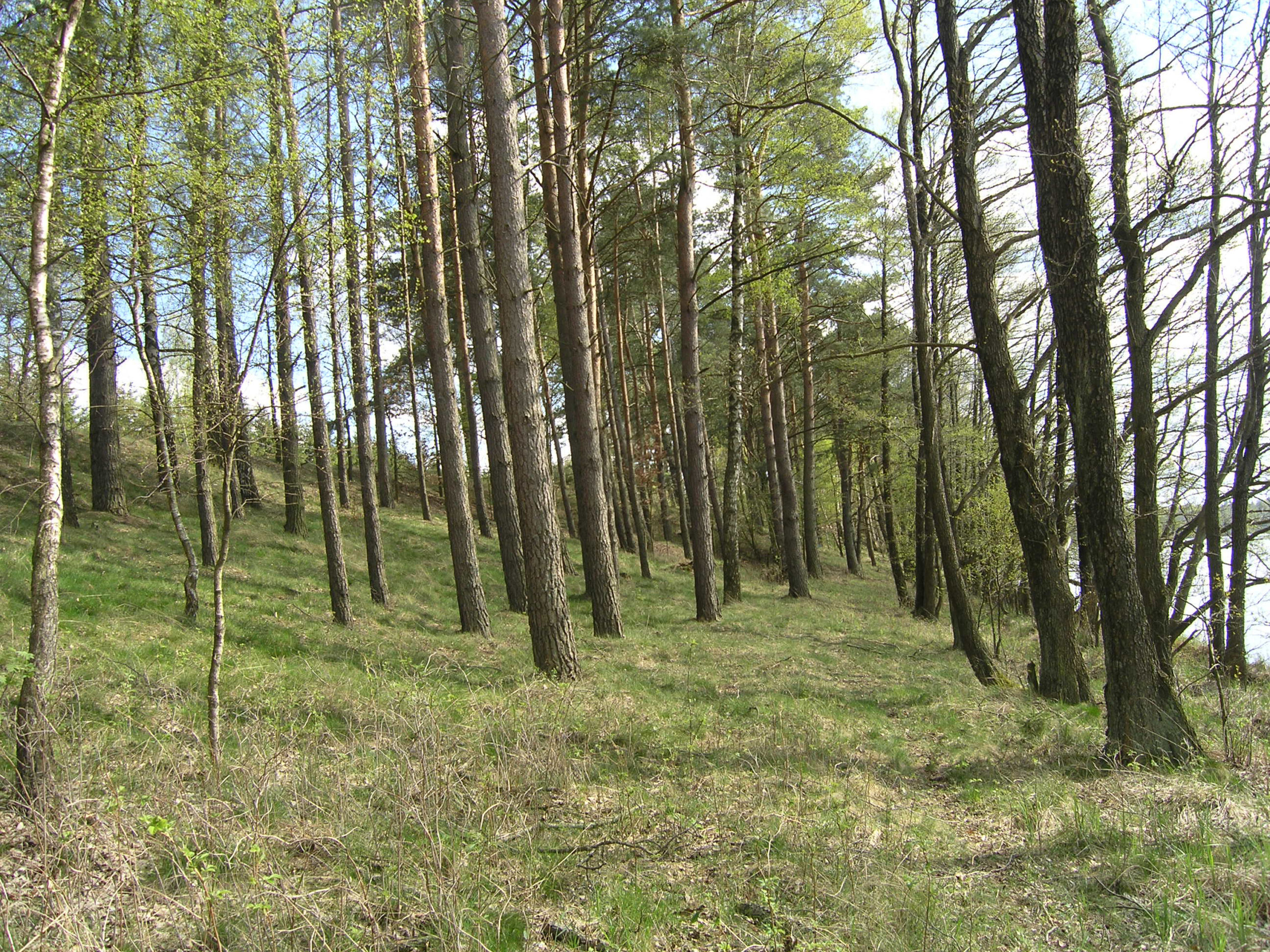 Las Sosnowy