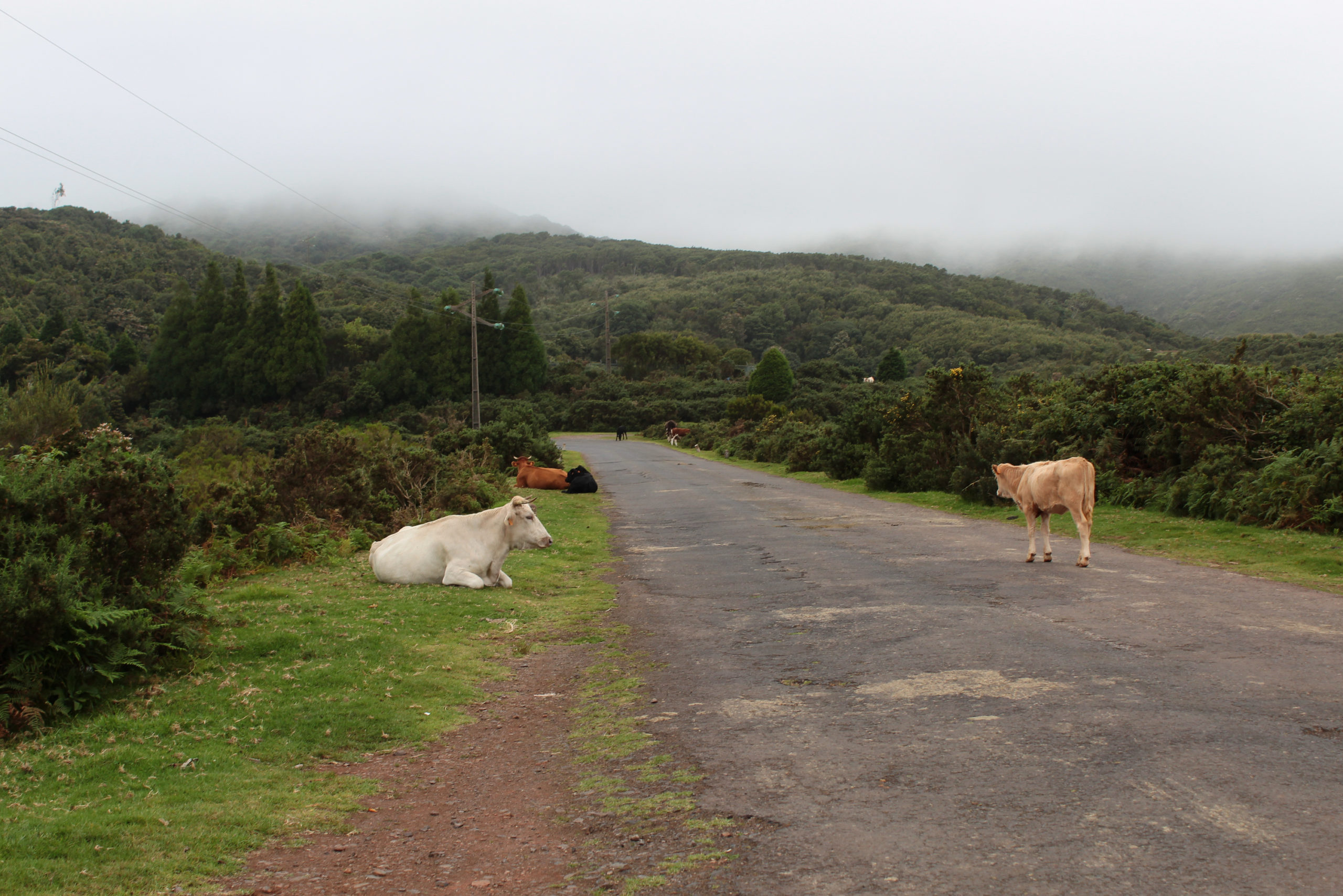 madera krowy przy drodze