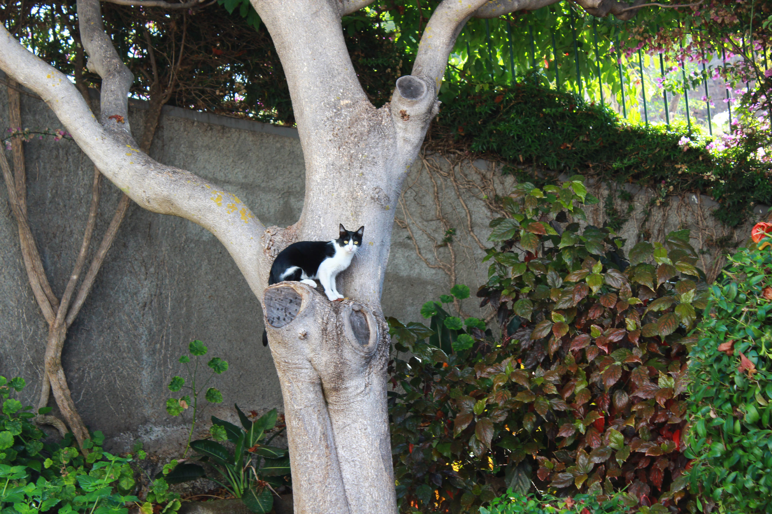 madera kot na drzewie