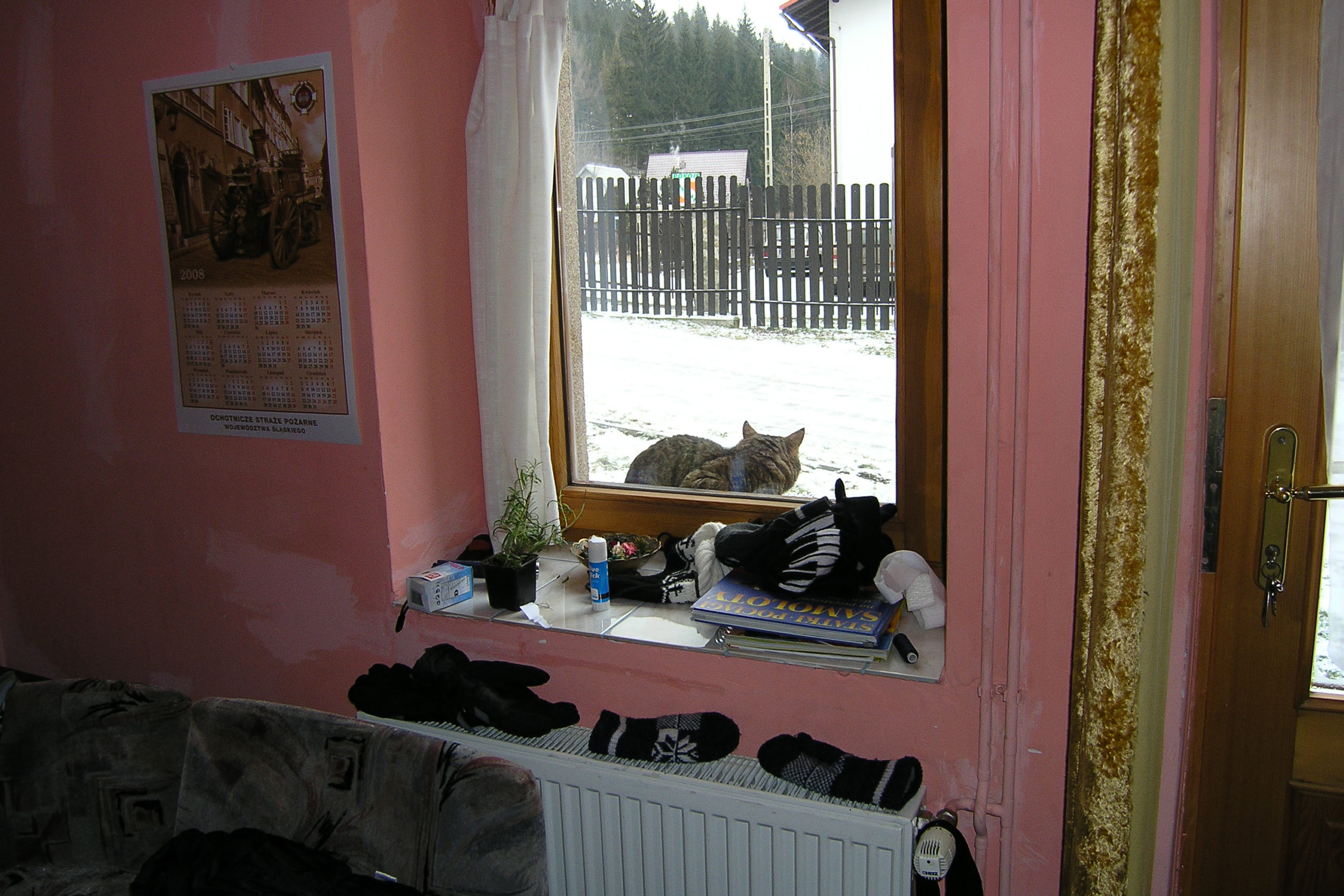 wisła kot na parapecie za oknem