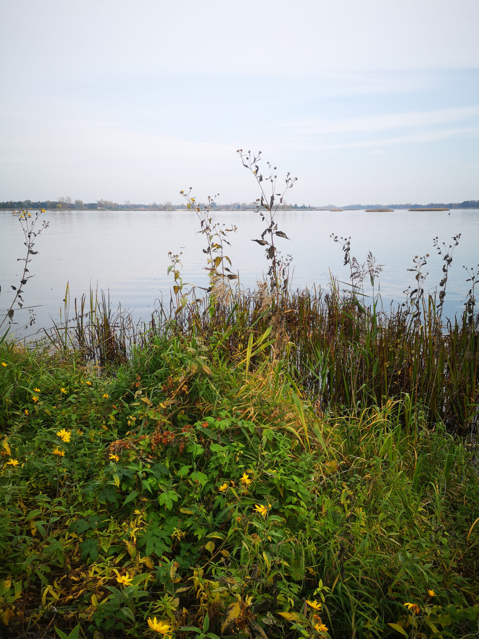 serock widok na jezioro i zioła nad jeziorem