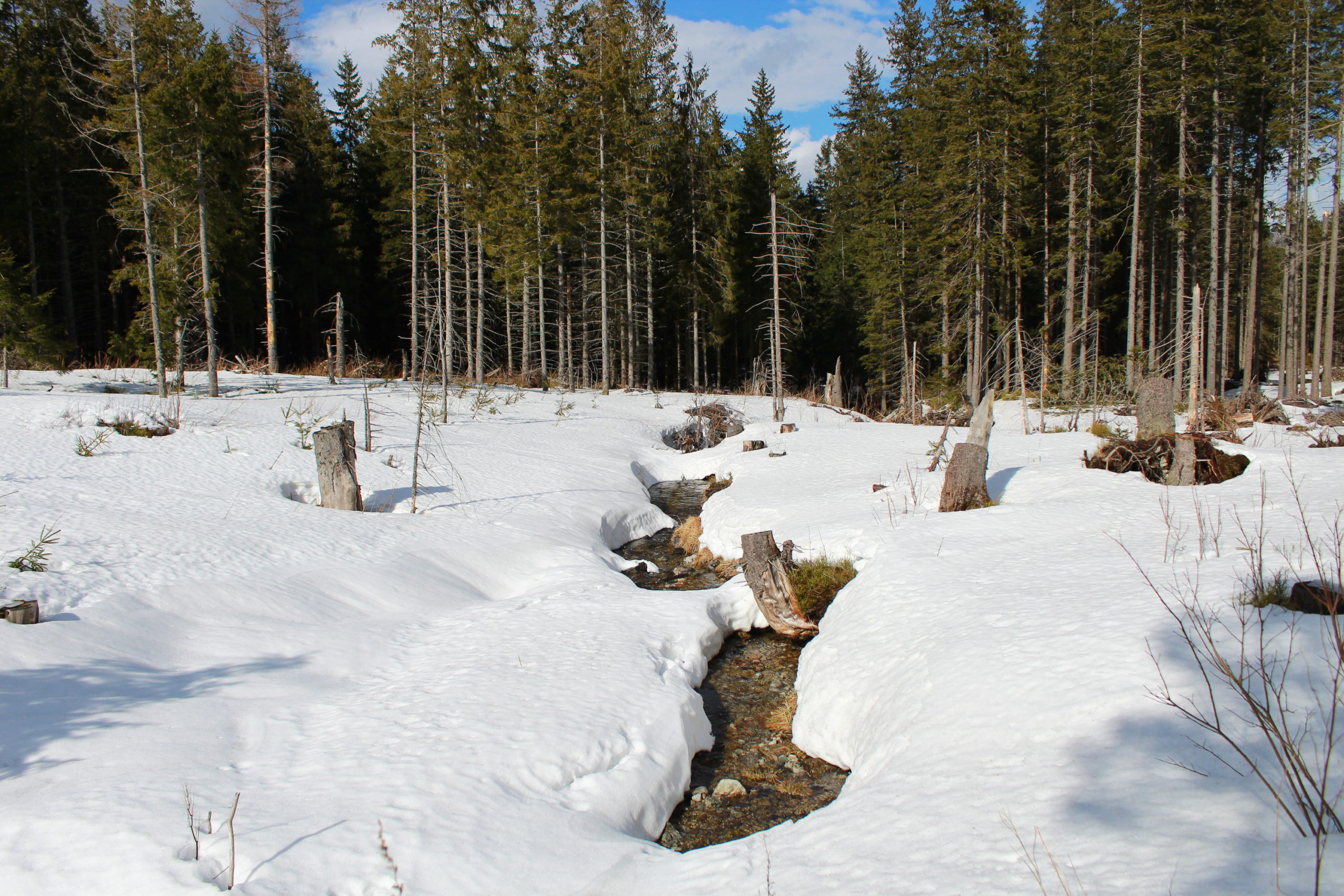 okolice chopoka widok na las śnieg zima