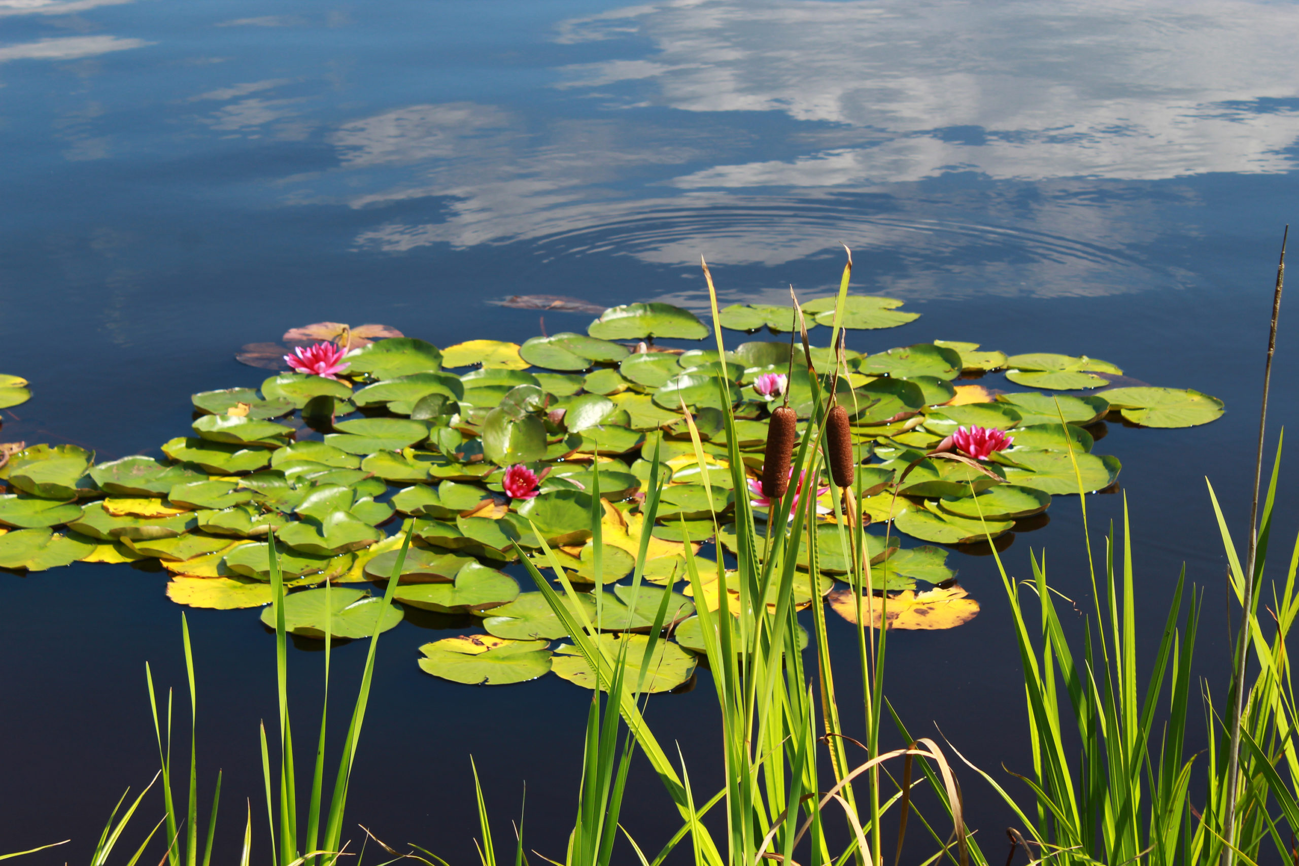 lilie wodne na jeziorze