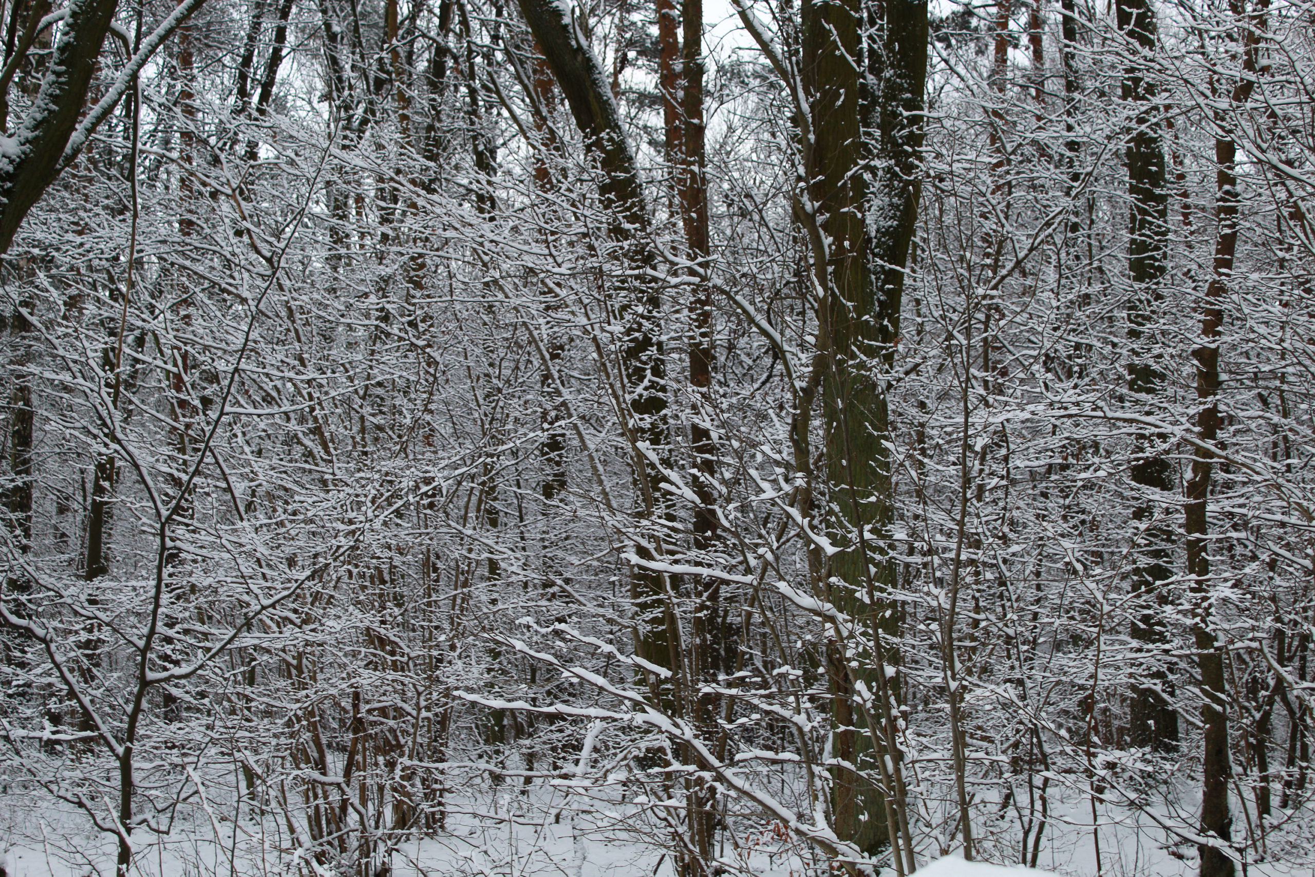 widok na zaśnieżone drzewa