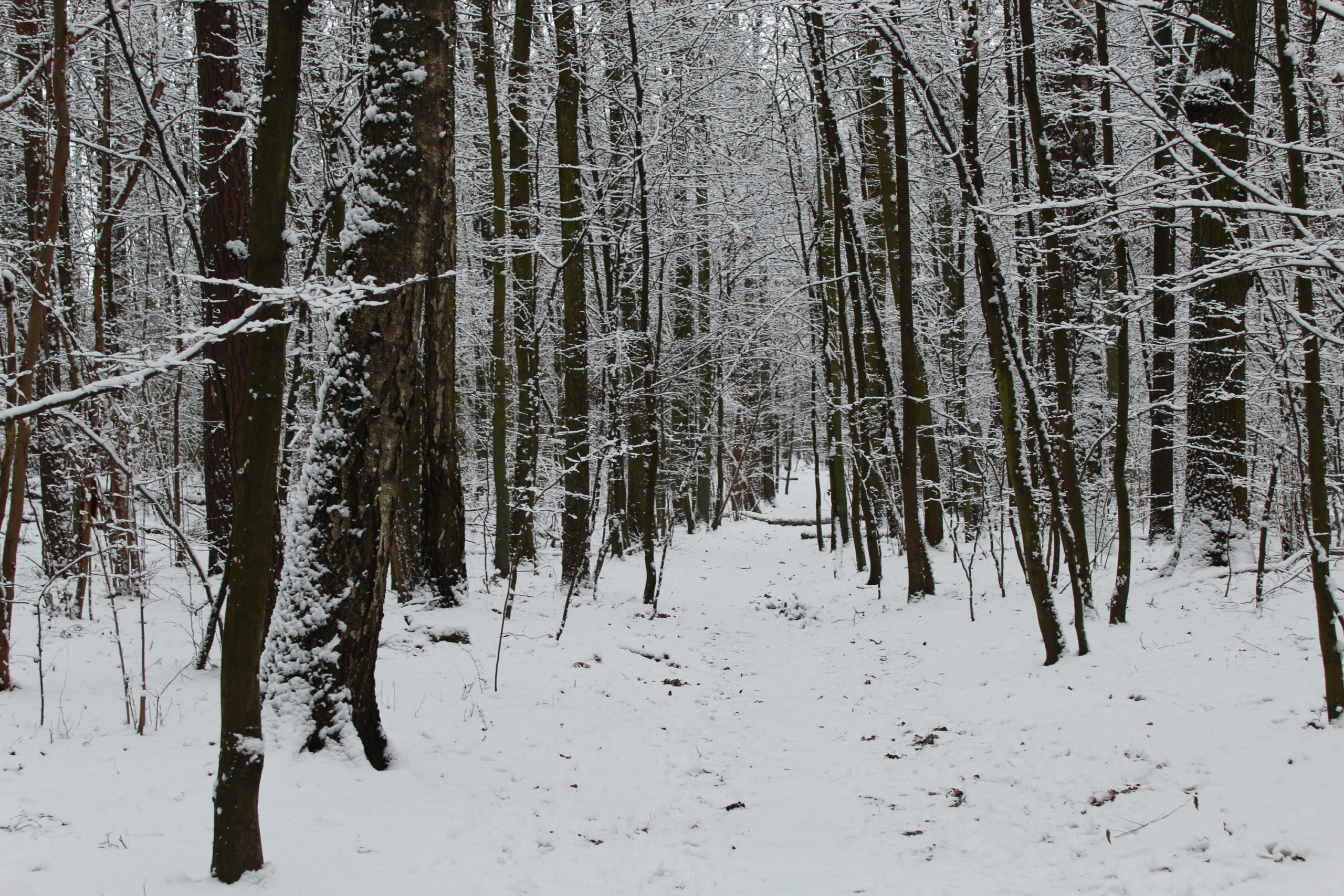 widok na leśną drogę w zimie