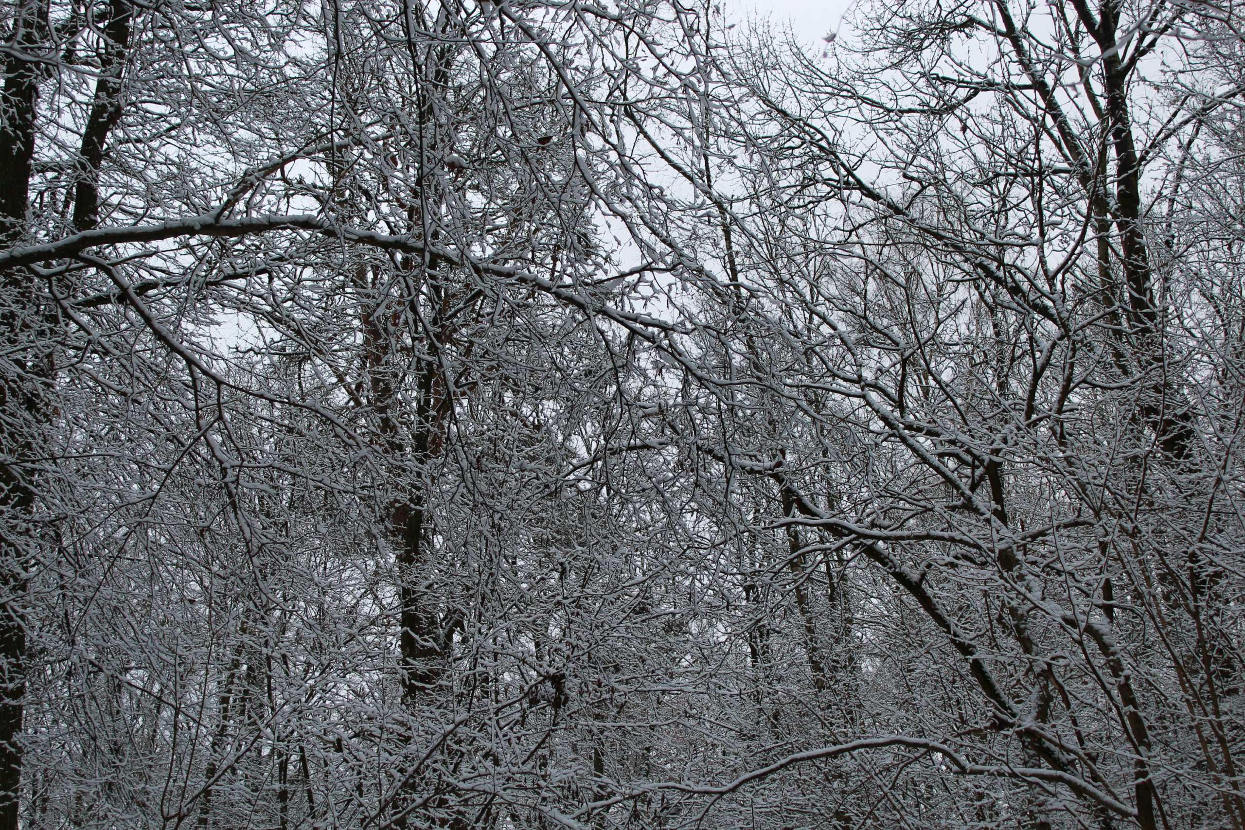widok na zaśnieżone korony drzew