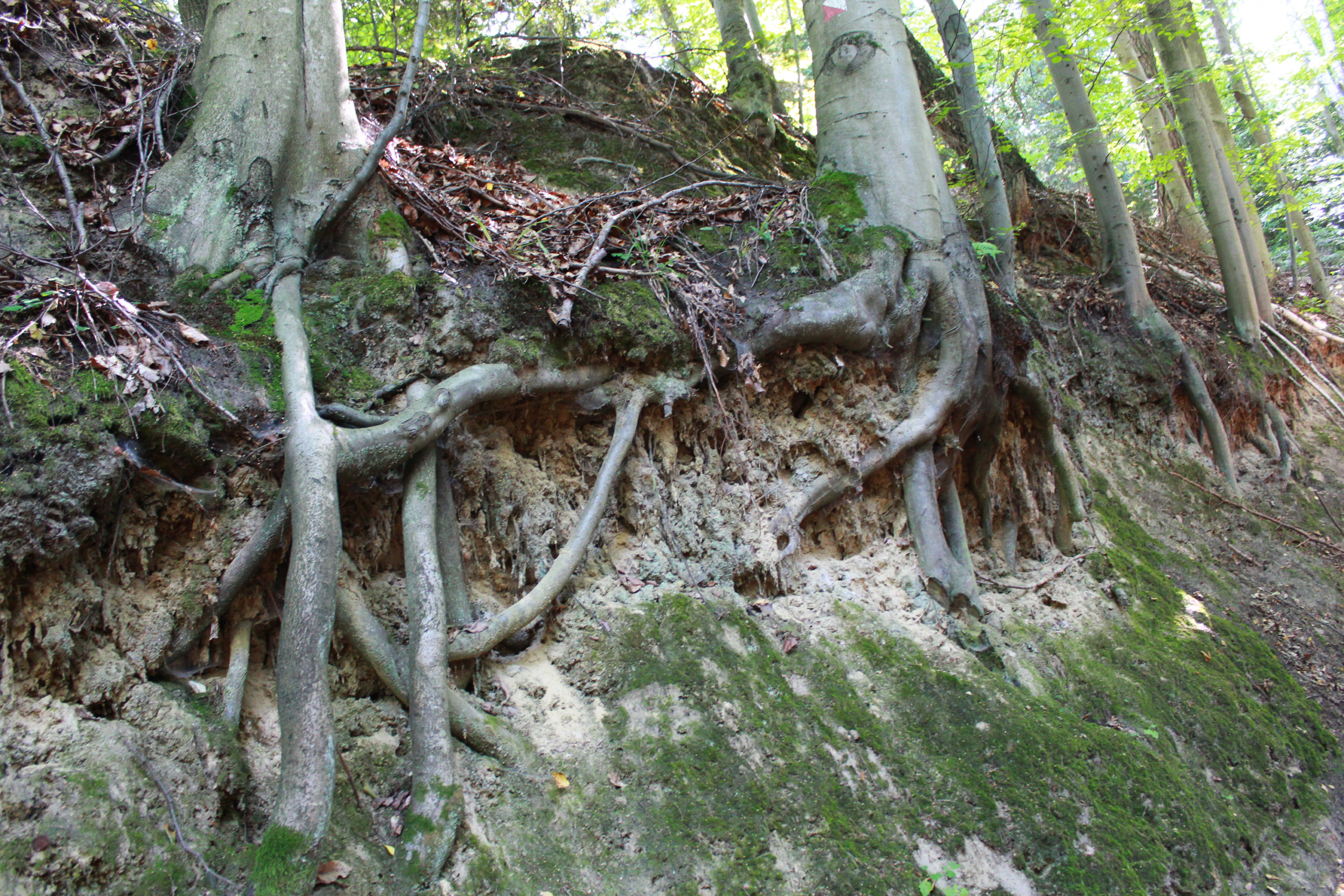 odsłonięte korzenie drzew