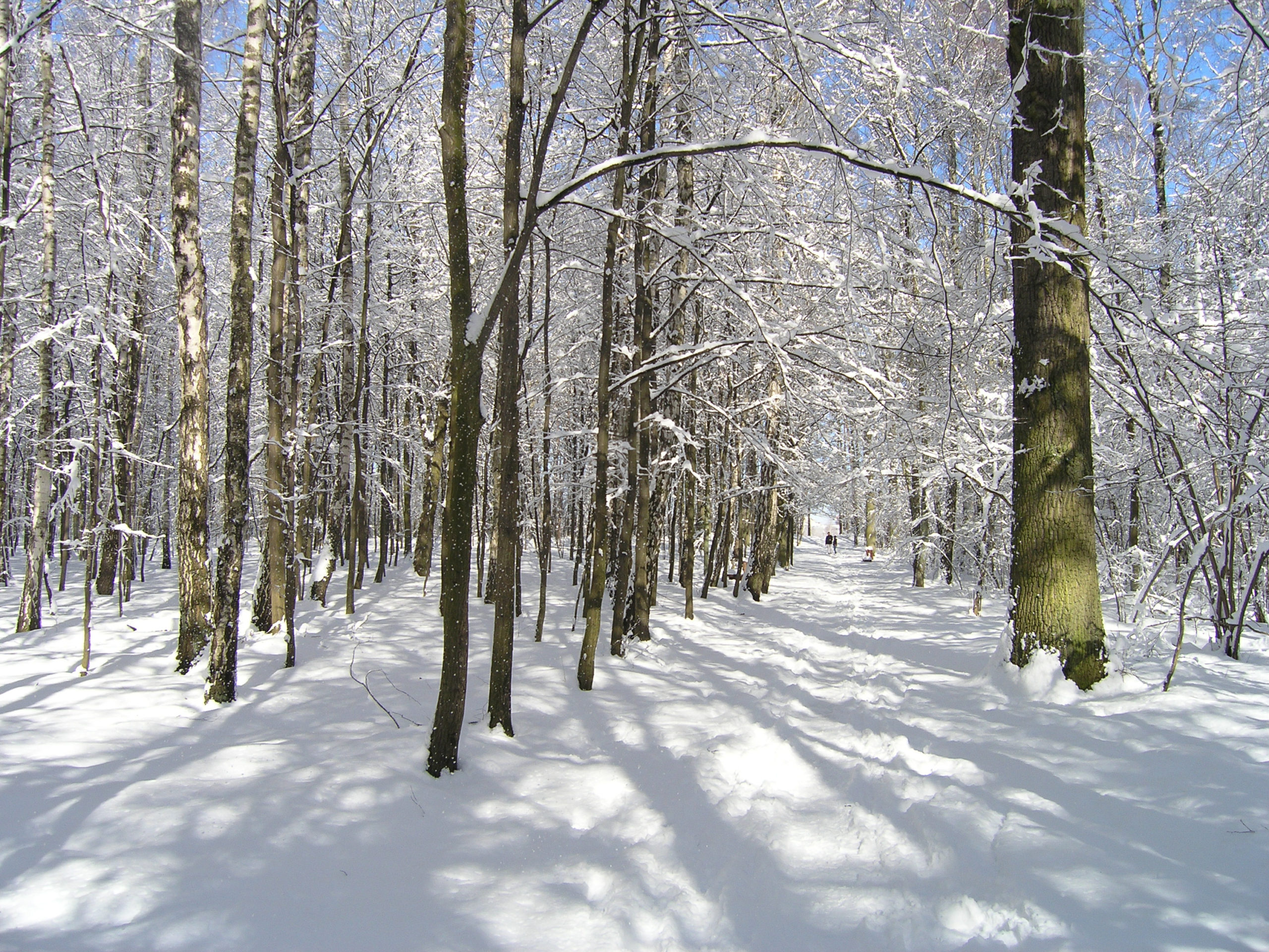 Drzewa pokryte śniegiem