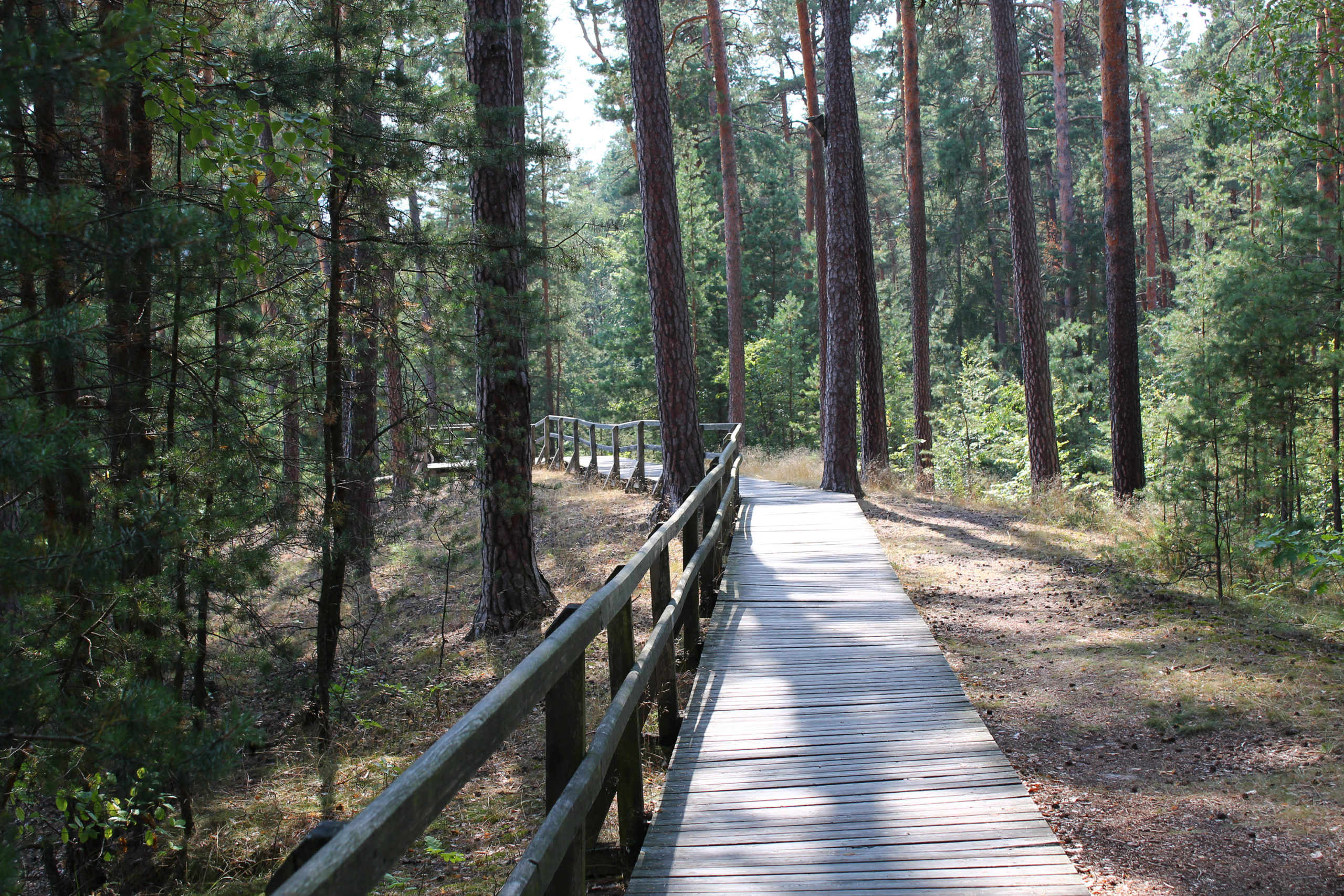 Drewniana ścieżka w lesie