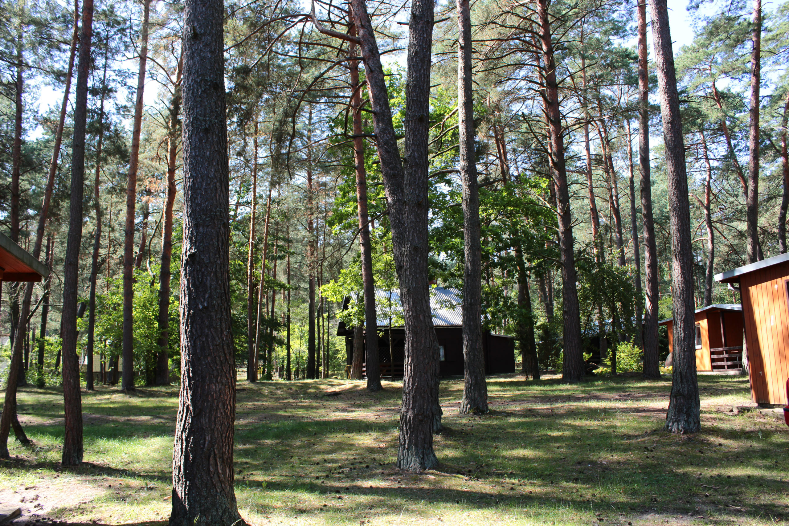 Widok na domki w lesie