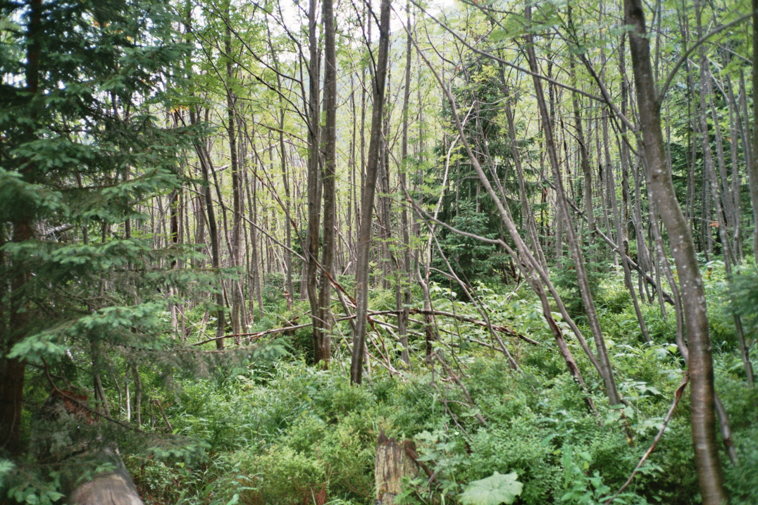 las w tatrach