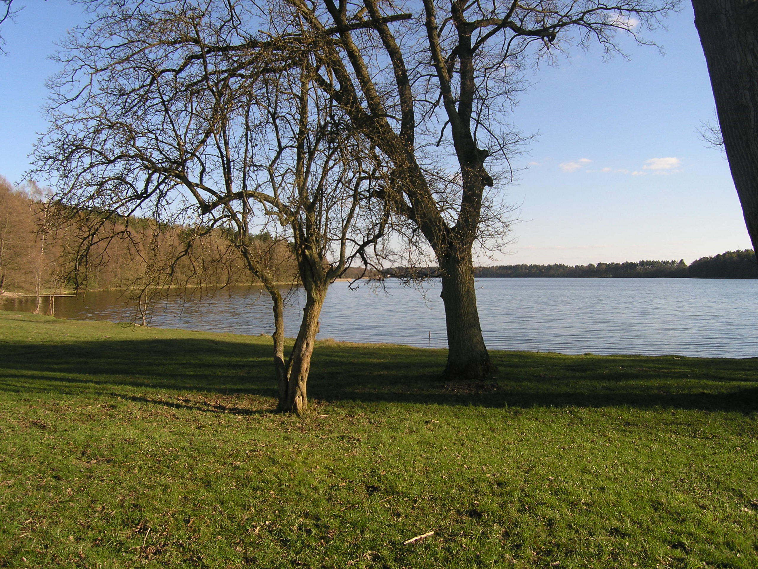 Samotne drzewa nad jeziorem