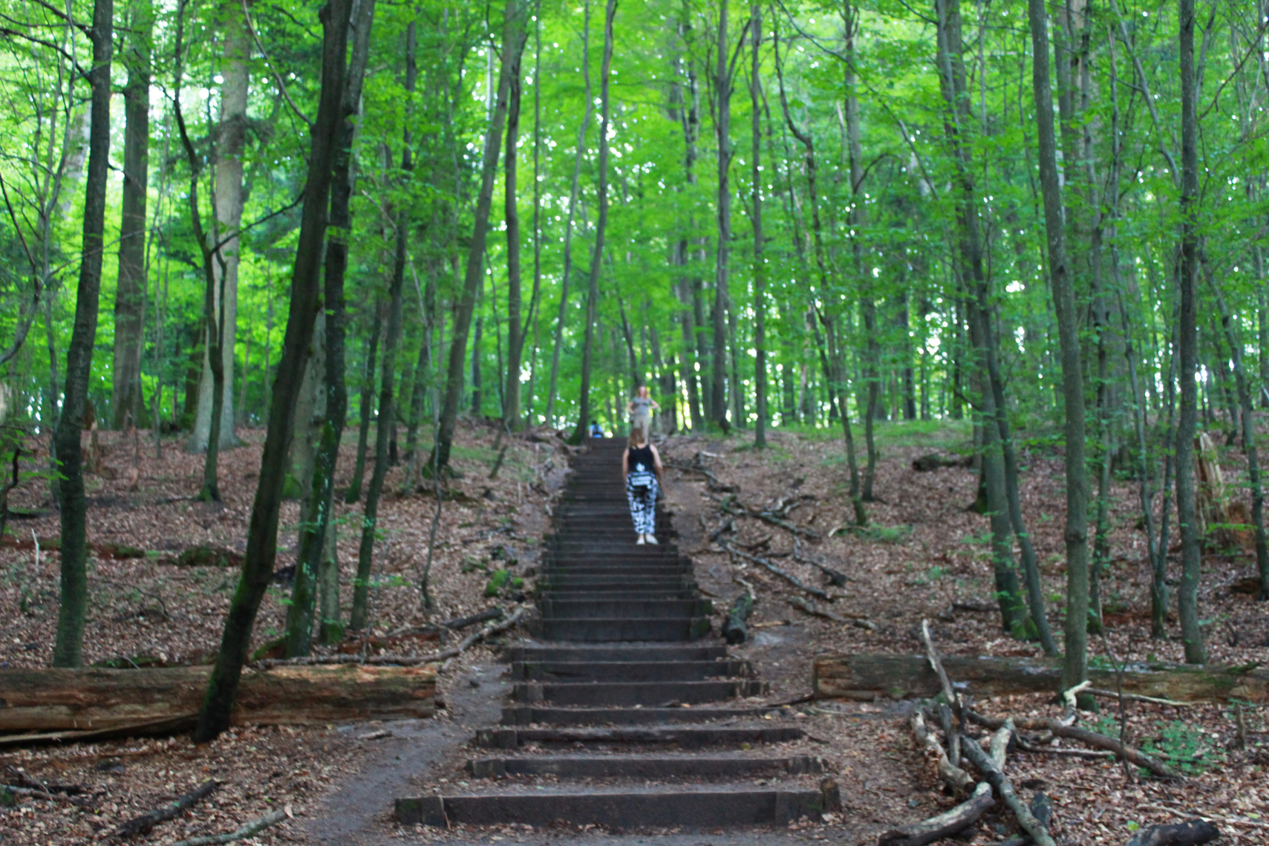 schody w lesie