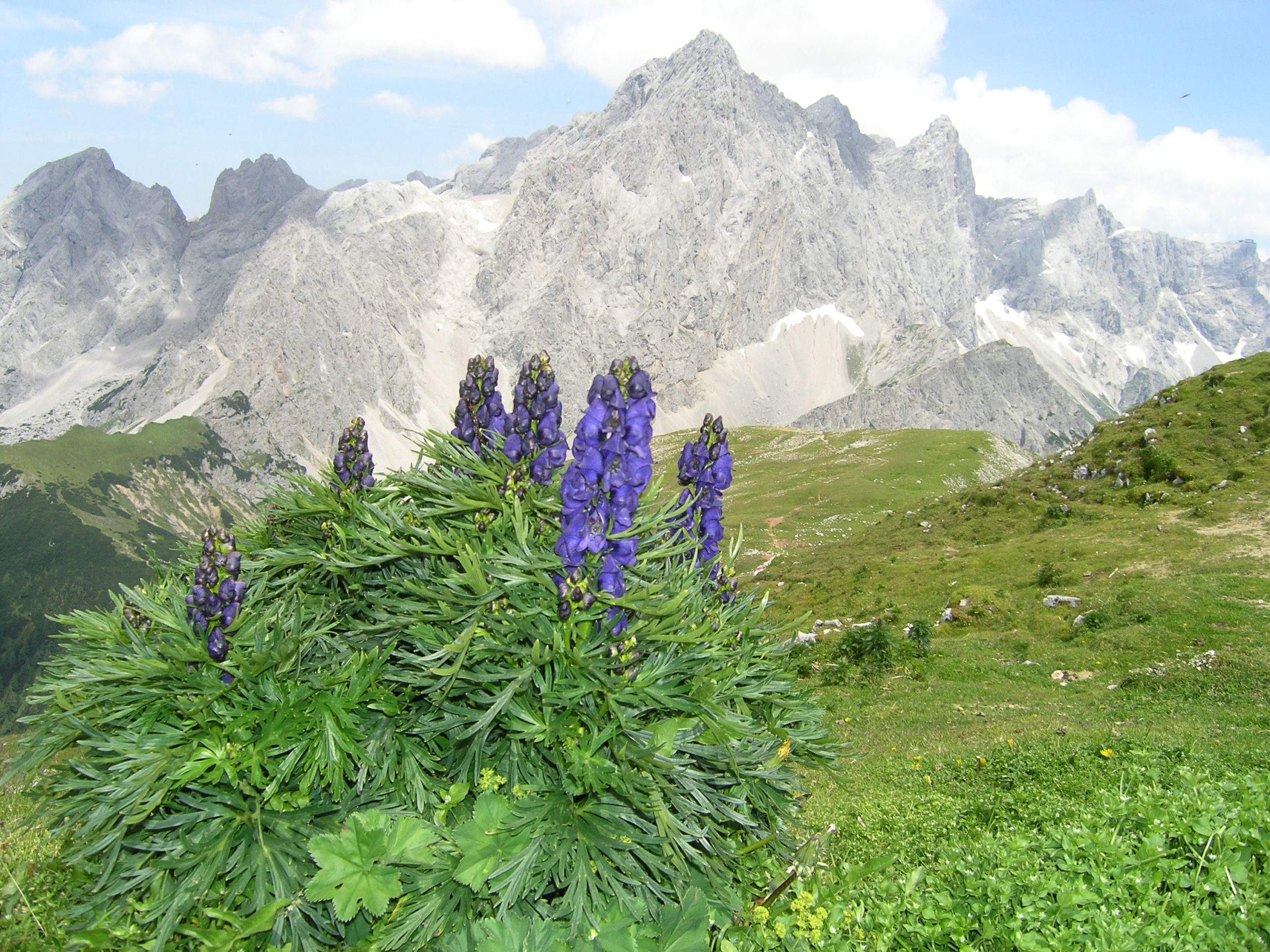 Fioletowe rośliny na tle gór
