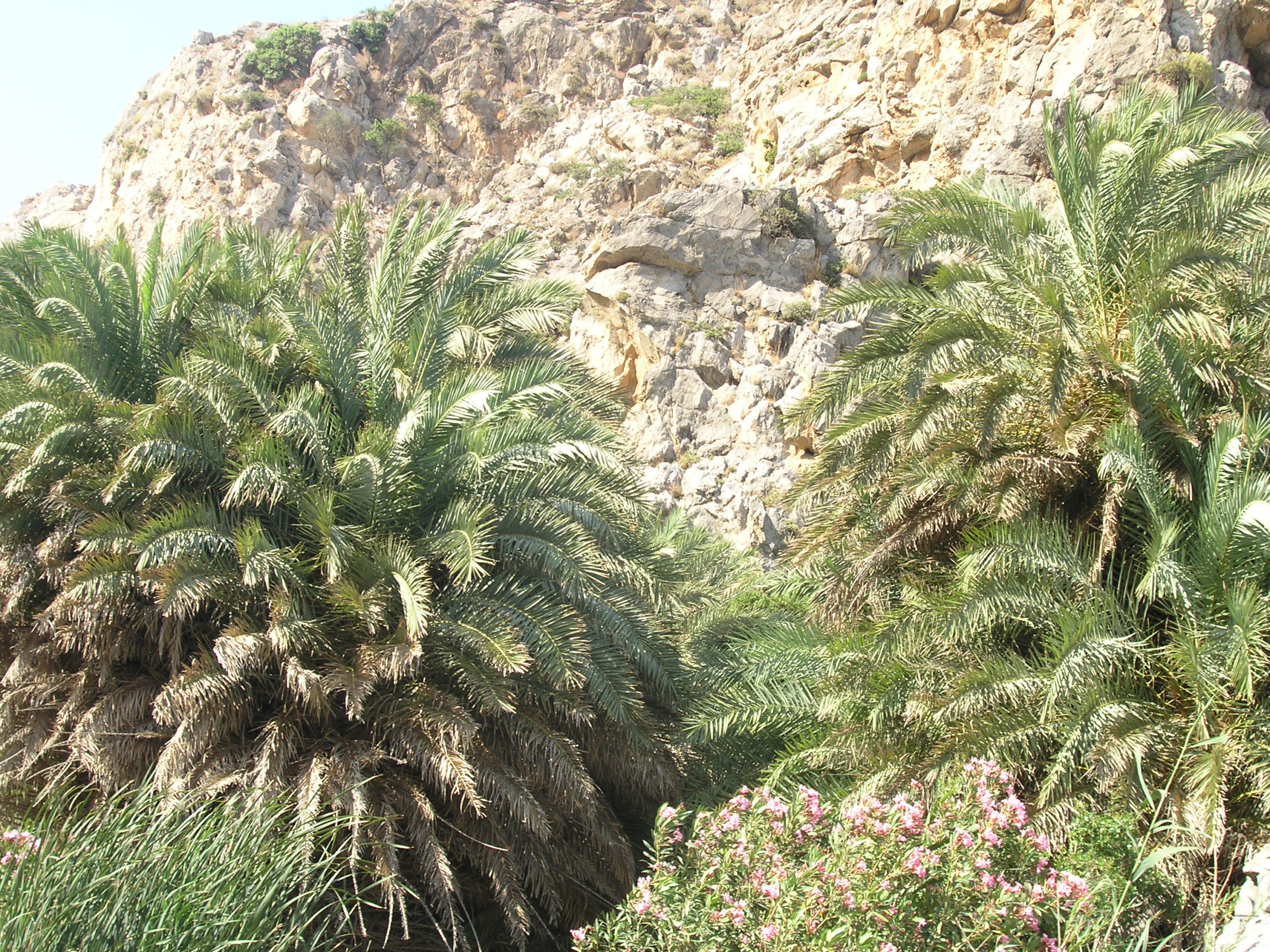 Palmy i skały