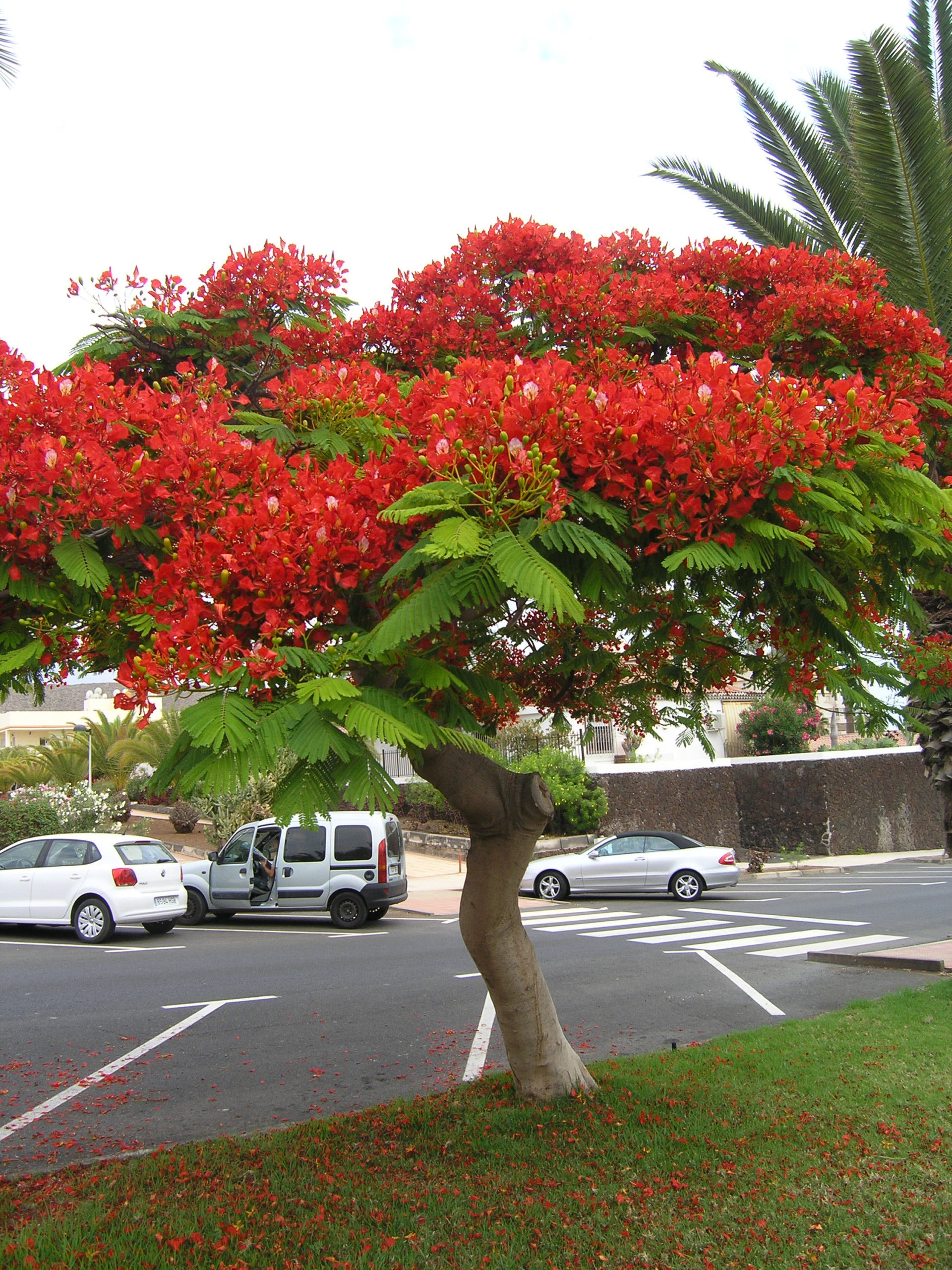 Drzewo z czerwonymi kwiatami