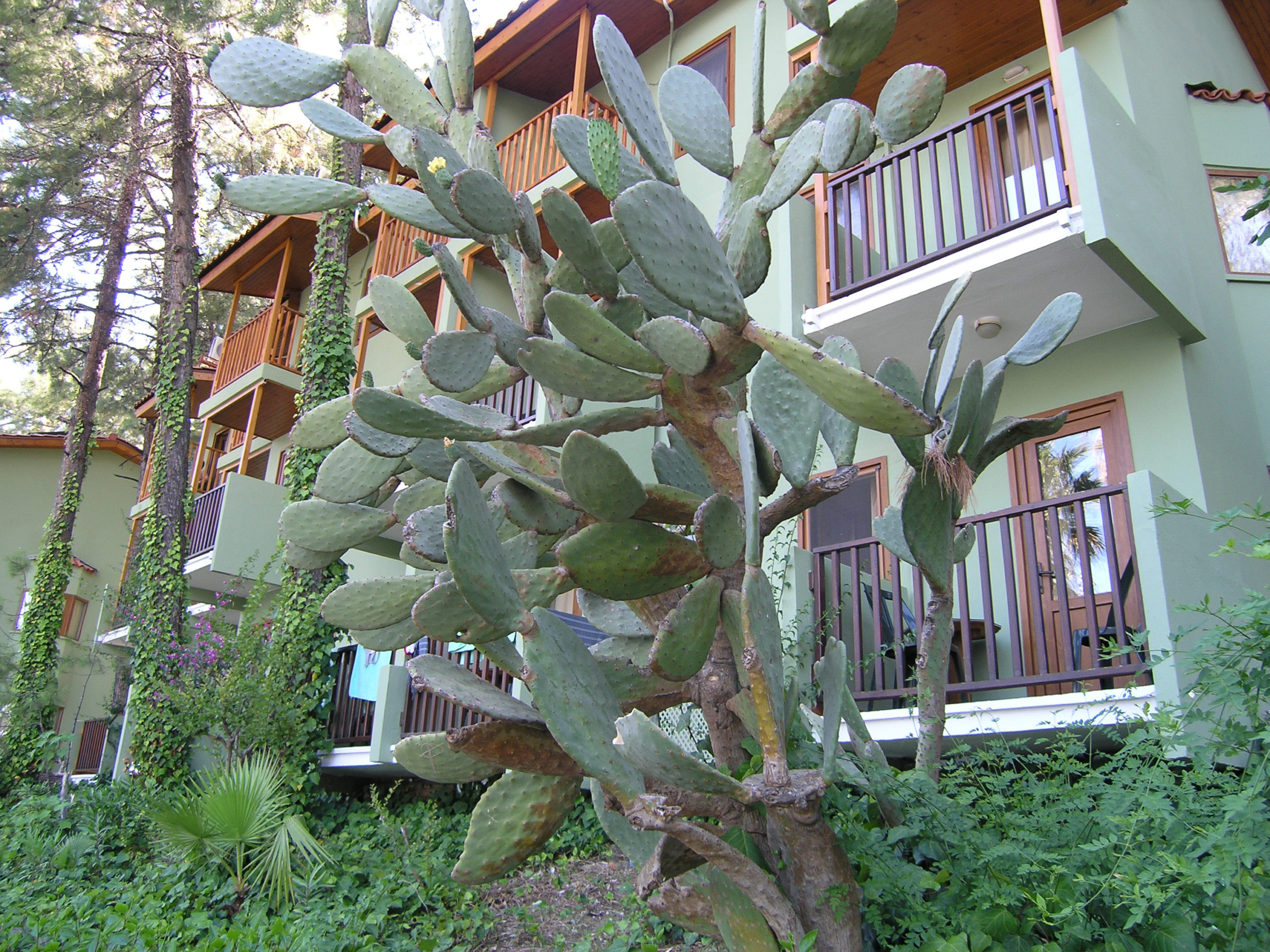 Olbrzymi Kaktus