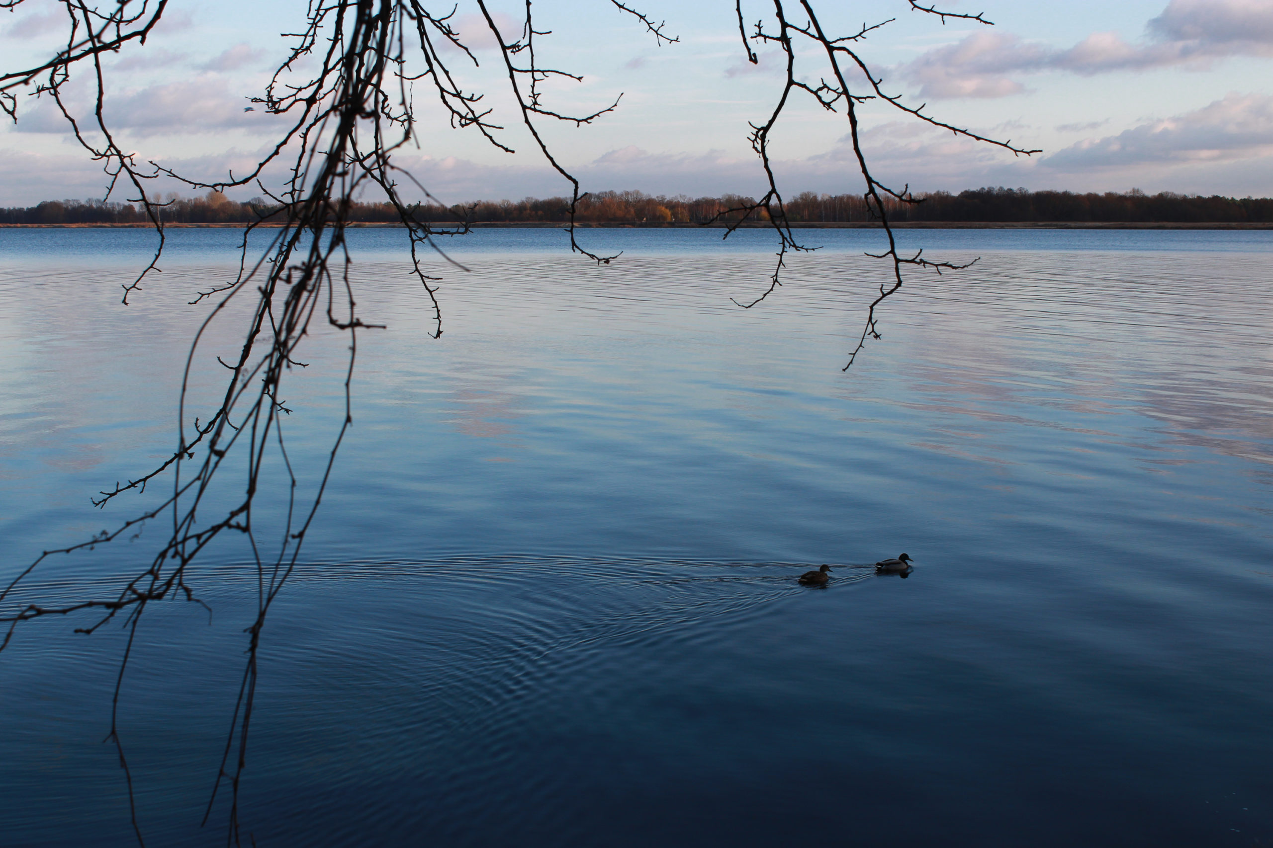 serock widok na jezioro i kaczki