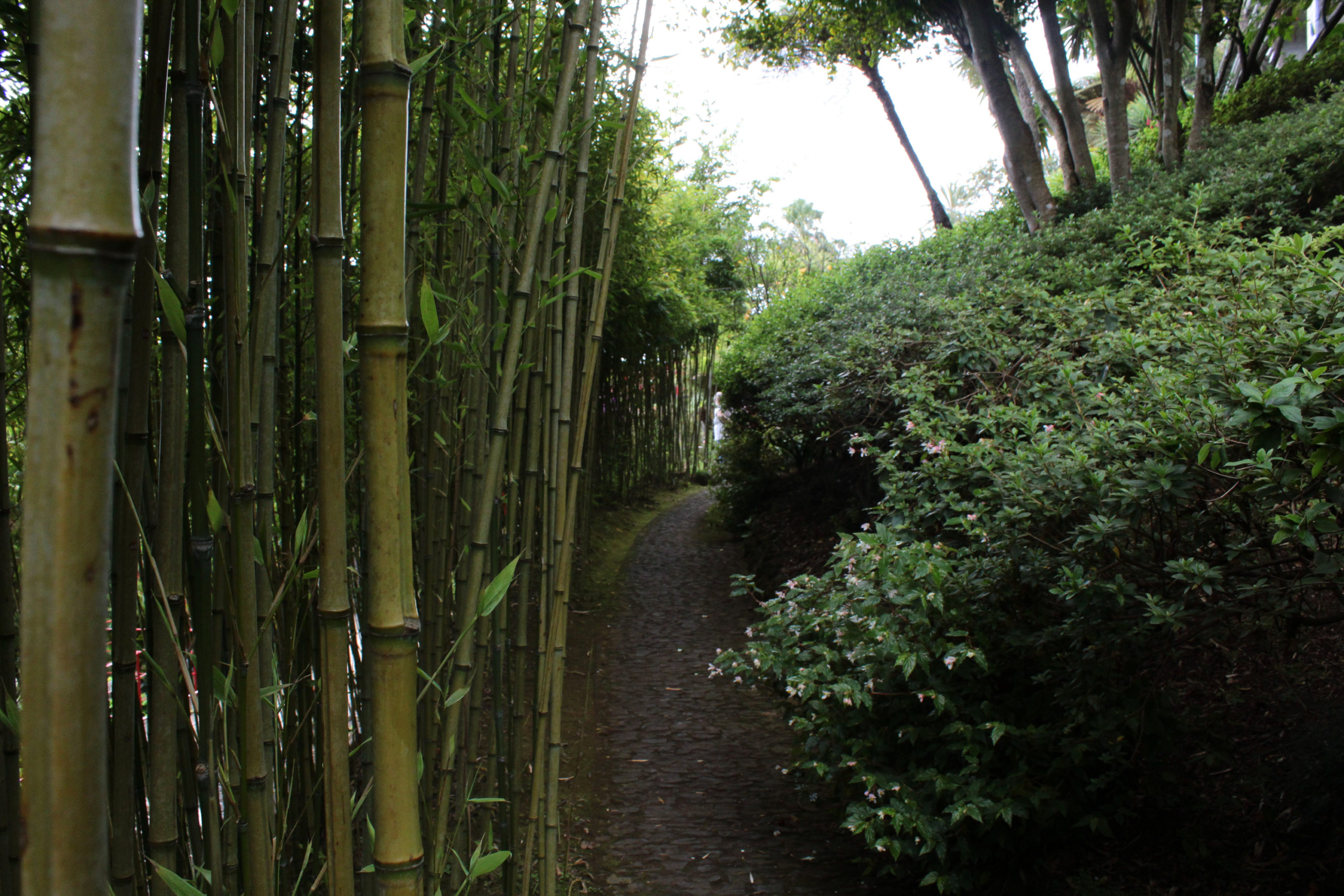 madera bambusy i ścieżka