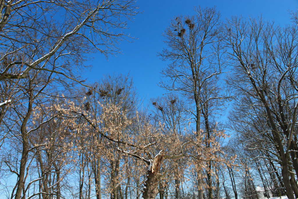 widok na korony drzew zimą