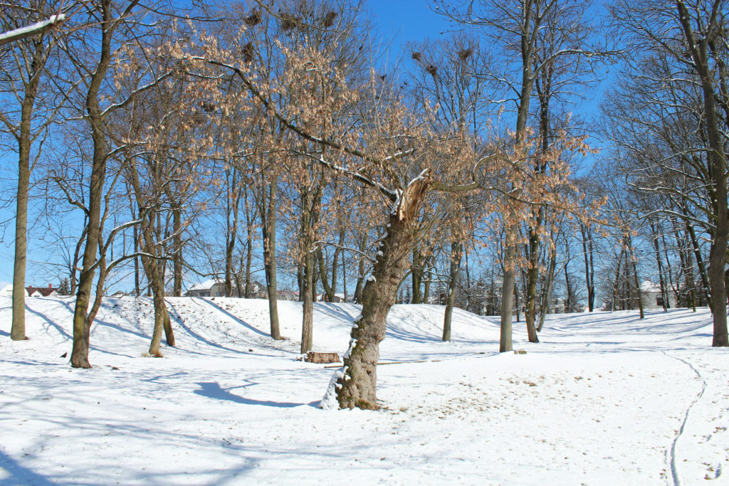 złamane drzewo w parku zimą