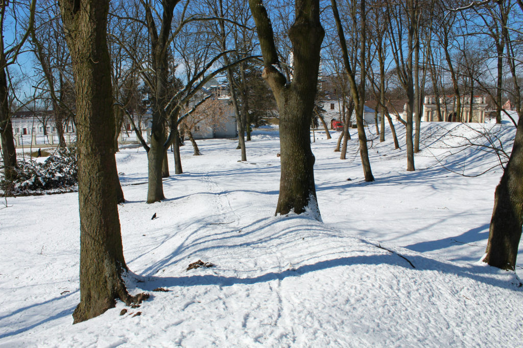 drzewa w parku zimą