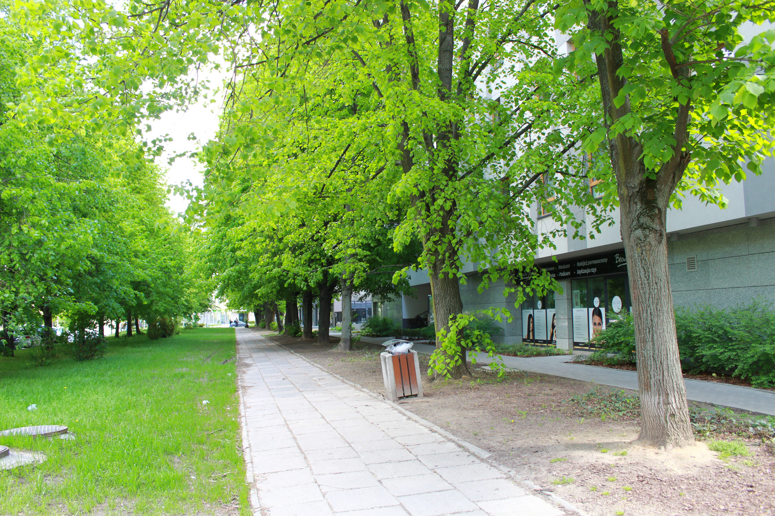 chodnik wśród drzew w mieście