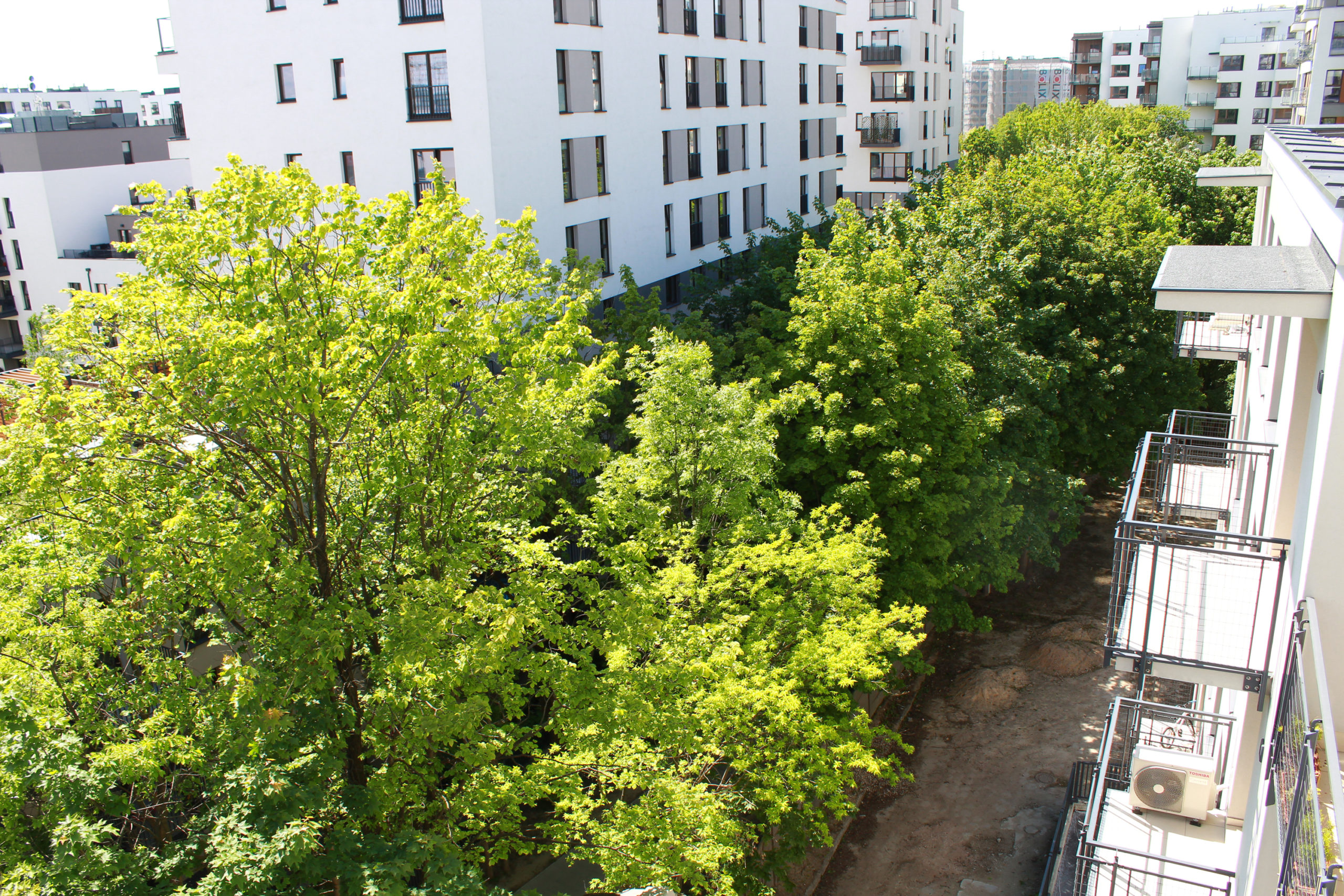 widok z balkonu na drzewa na osiedlu