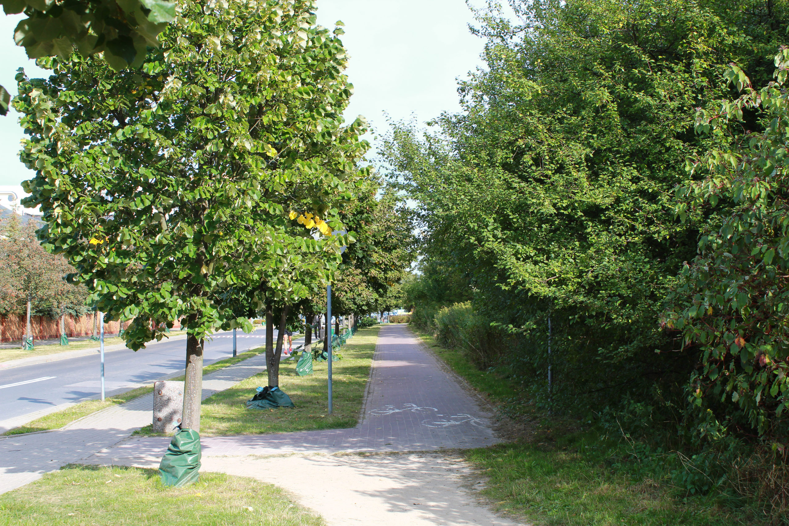 ścieżka rowerowa otoczona zielenią w mieście