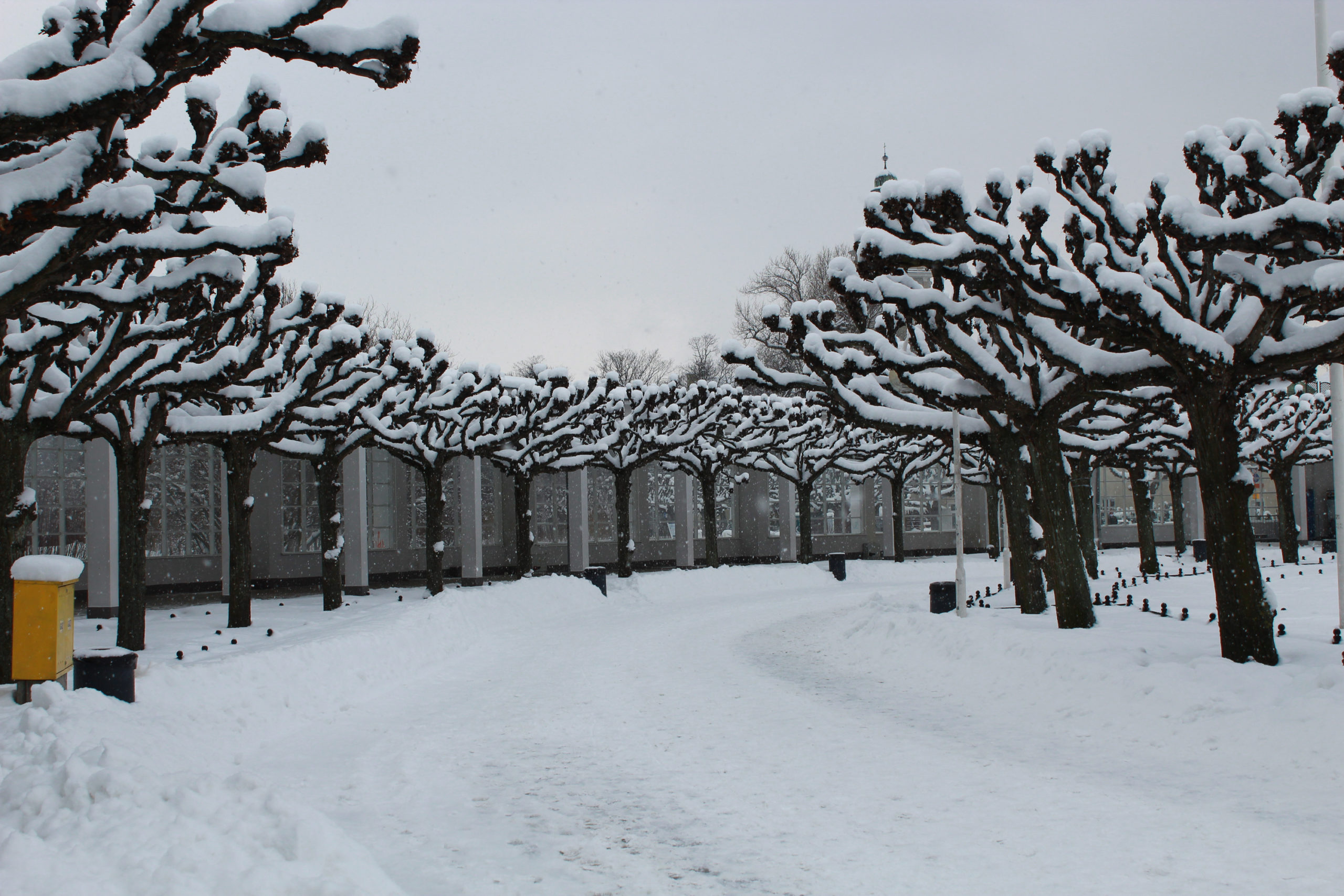 aleja drzew pokrytych śniegiem